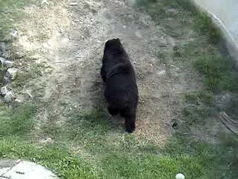 Oso de Anteojos (Zoológico - Huachipa) Lima - Perú