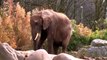 Happy Elephants Documentary animal and Nature