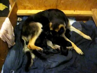 Fresh German Shepherd Puppies