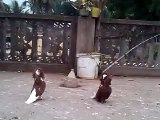 Fancy pigeons of ajaybabu: BREED JAKOBINS