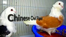 - أجمل أنواع الطيور: (حمامة البومة الصينية) بنمط المكتف chinese owl pigeon