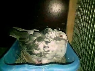 Chinese owl pigeon Tiger Grizzle حمامة البومة الصينية بلون قرزل