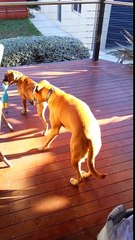 Funny Boxer Puppy is too fast for gentle Boxer Dog!