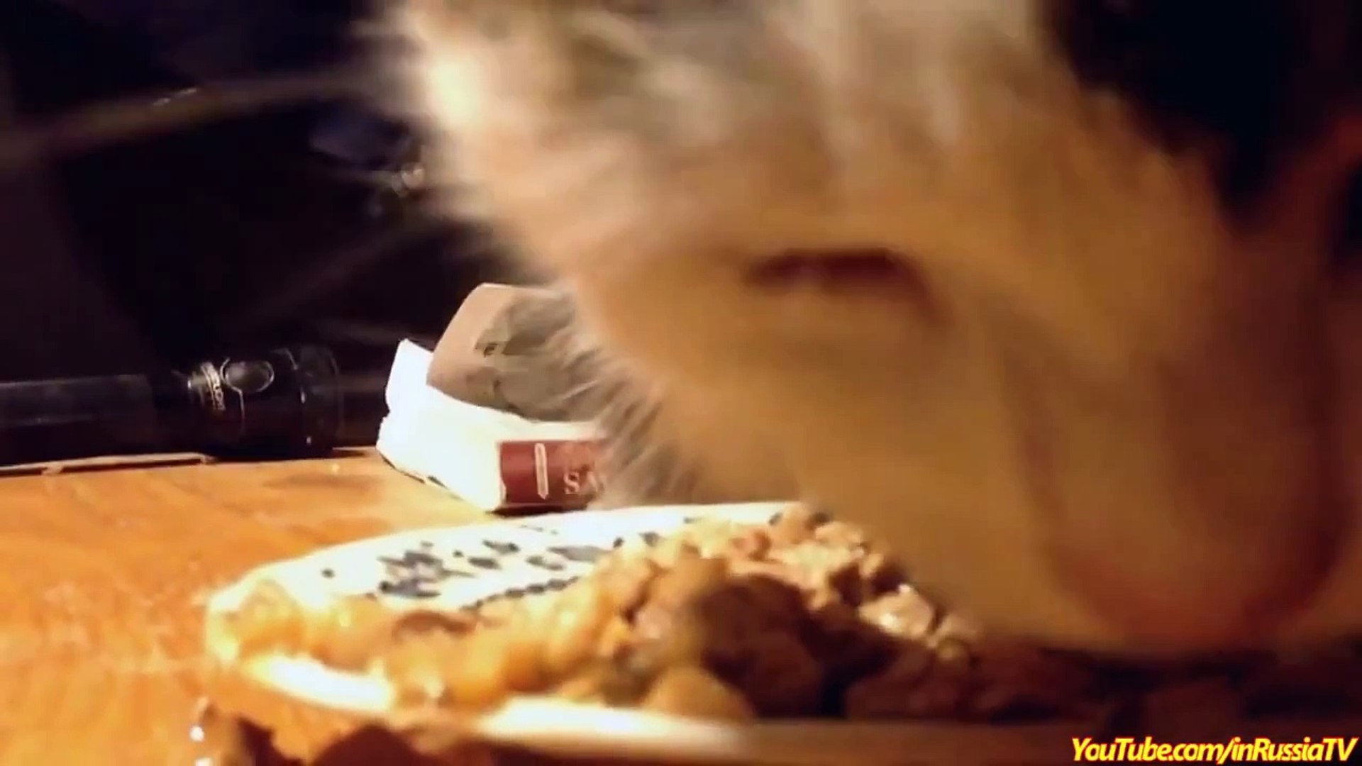 FUNNY VIDEOS  Funny Cats   Cat Eating Nom Nom   Funny Cat Videos   Funny Animals   Cats Funny Videos