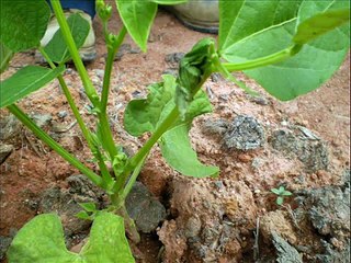 Fanafody ady gasy (Insecticide bio)