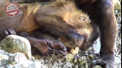 Dişlerini kürdanla temizleyen maymunlar