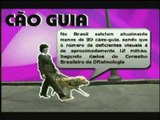 Associação Cães de Terapia de Minas Gerais, Os Cães de Amor