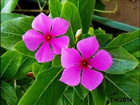 Surah Mulk Surah Fajr Urdu Abdul Rehman Sudais