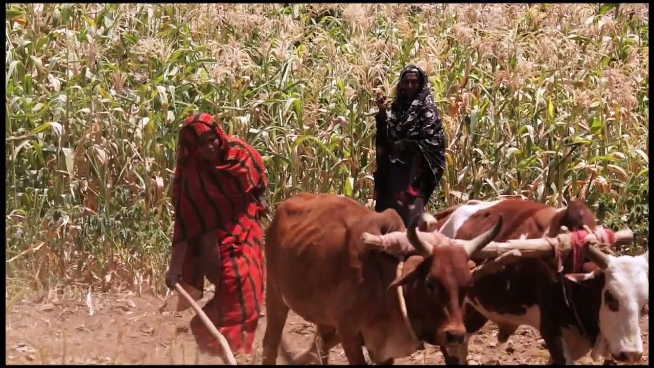 Faces of Ethiopia -- ኢትዮጵያ እና ኢትዮጵያዊ መልኮች
