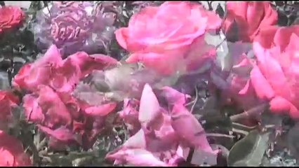 Capitulo numero uno de la serie- 'Vivir y morir en Madrid'. No recomendada a menores de 18 años