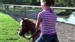 Sweet Tea - Great riding pony - Barrel Horses For Sale at Gold Buckle Barrel Horses