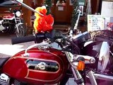 美人ライダー　美女　Kawasaki ESTRELLA RS 250　バイク動画Motorcycle