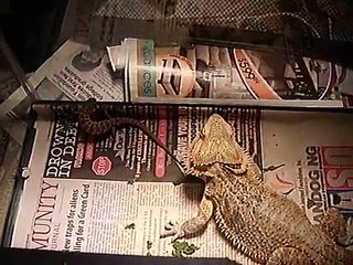 Bearded dragon vs. Lizard