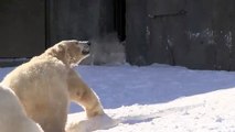 Polar Bear 