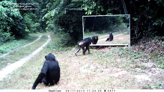 Anti stress : Chimpanzés : comportement inconnu ? Chimps unknown behavior?