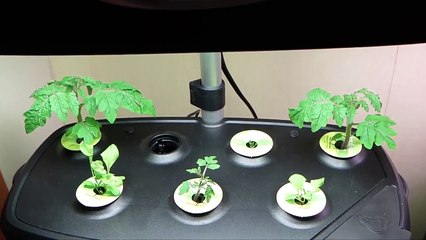 Aerogarden Extra, Ultra LED, and model 3 are reviewed by TheHydroCultivator