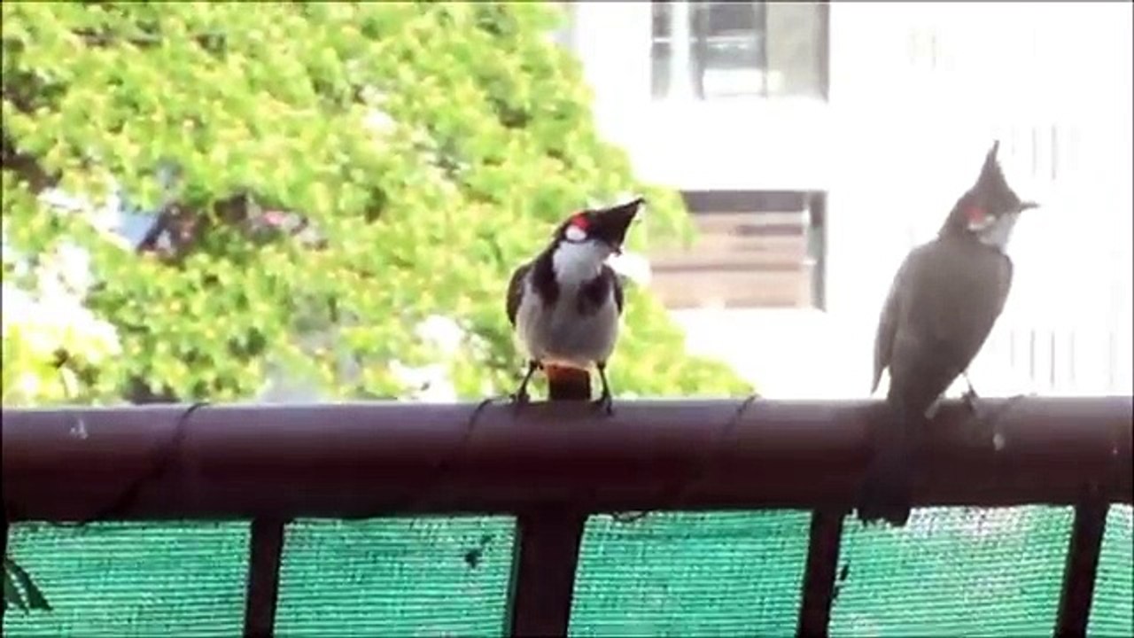 Bulbul Bathing