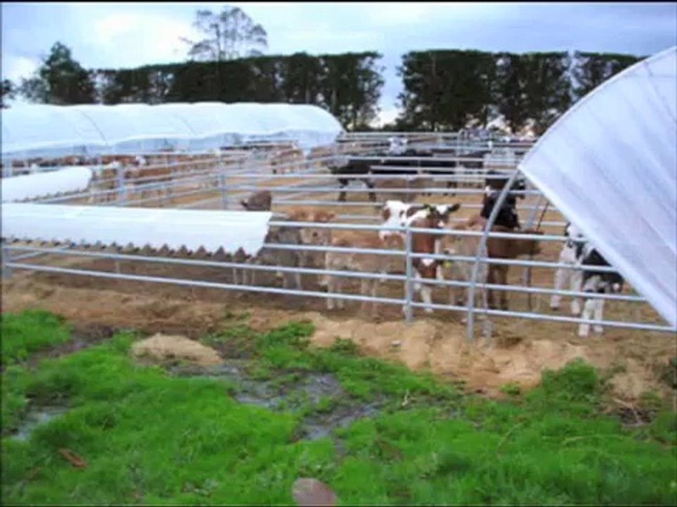 FlexiTunnel Calf rearing
