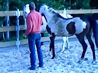 Gerdes - Aktion Stute decken; Teil 1