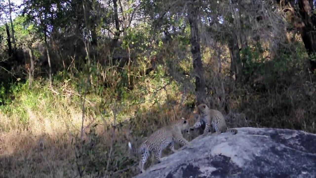 Leopard Cubs Playing - Londolozi TV