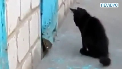 Cesur Kedi , Yavru Köpeği Sıkıştığı Yerden Çıkardı!
