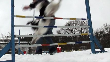 Hundeschule Potsdam - Münsterländer-Mischling aus dem Kleine Hunde Kurs