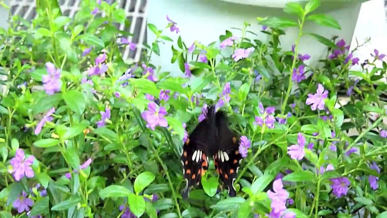 Butterfly Garden @ Kashihara City Insectarium, Nara Japan 2009/11/04 DMC-TZ7(ZS3) AVCHD Lite