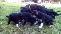 Chiots Hound 3 semaines