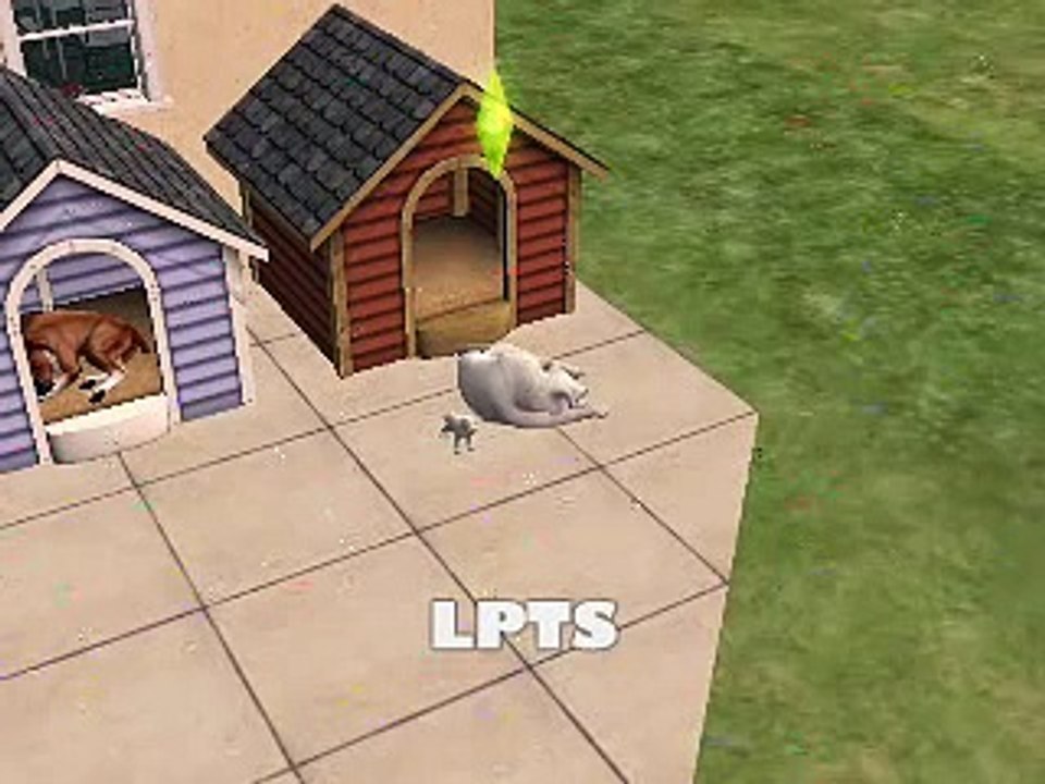 Pets Pets Pets Pets!!!