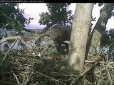 Lake Washington Bald Eagle  Feeding Eaglets 3Xs in 2 hours 04/2/11