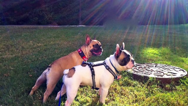 In Memoriam: French Bulldog Molly Le Sandman Margolis 2009-2011