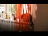 Funny Katzen Clip - witzig - lustig - lachen