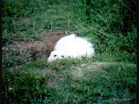 Laika Agility: That Dog Still Rocks!!