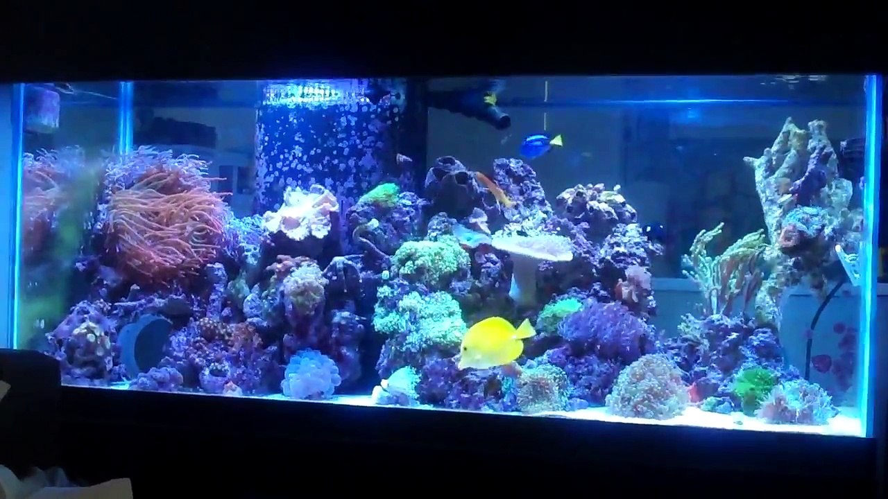 Bio pellet update and some new corals