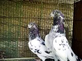 Pakistani high -flying pigeons (Malai Walay)  923333056522