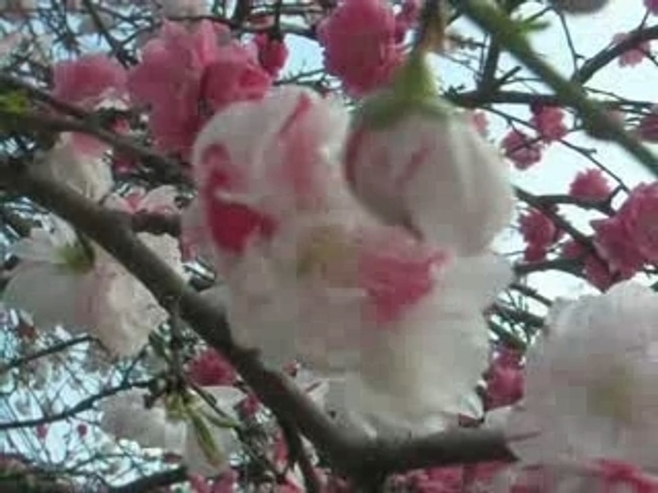 Peach tree / やまもも