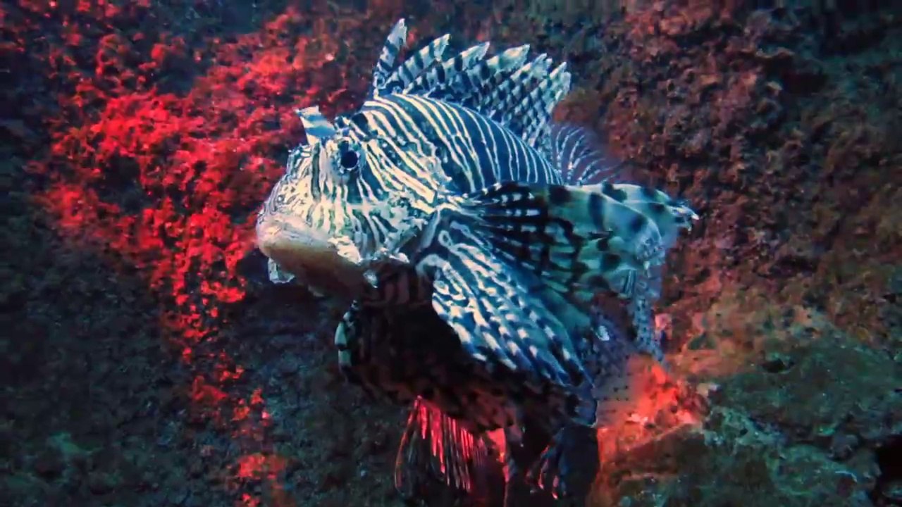 Auqa Dom & SeaLife Berlin