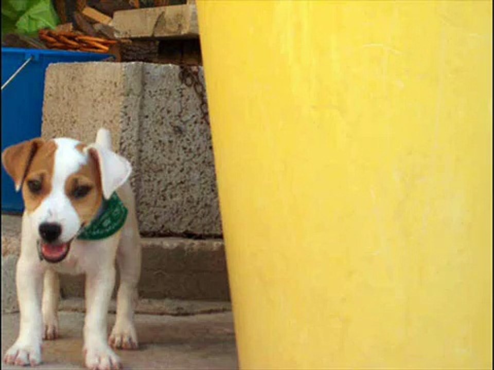 JACK RUSSEL DORY DI 90 GIORNI, SANLURI