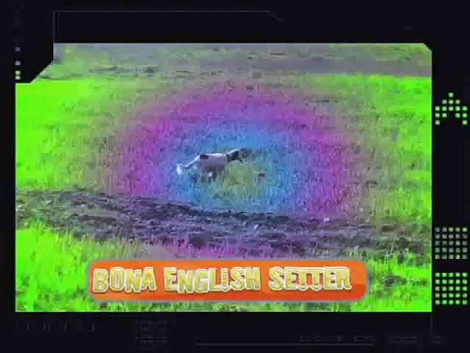 Bona English setter inglese -ferma-nipote di BIG JIM