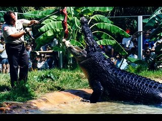 the biggest saltwater crocodile ever (KRYS)