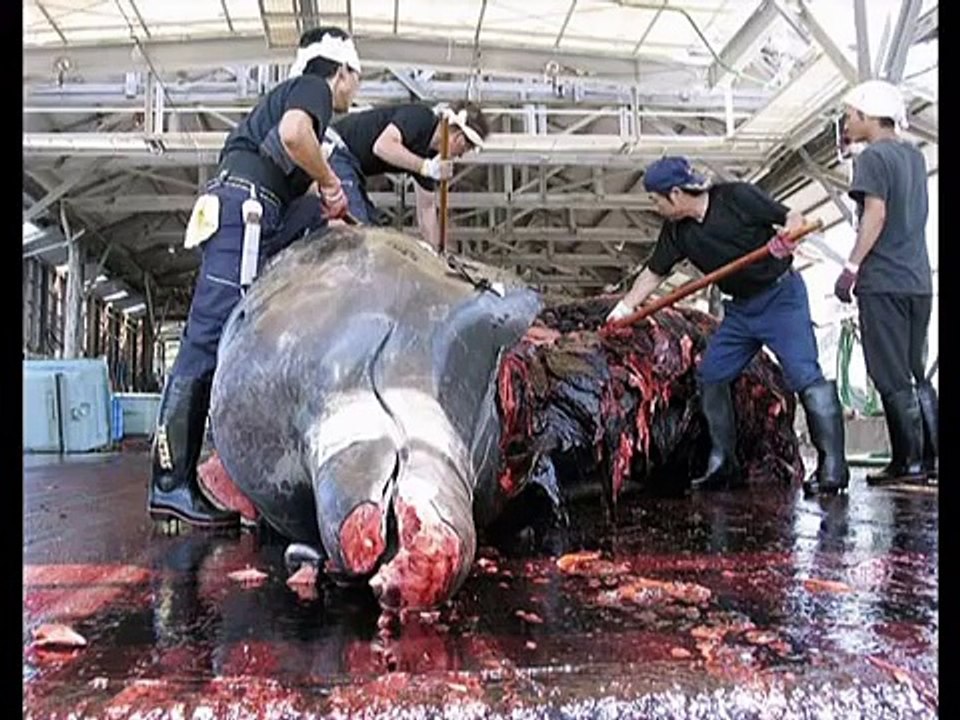 Ballenas Tristes