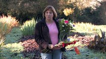 Gardening Tips : Growing & Selling Cut Flowers
