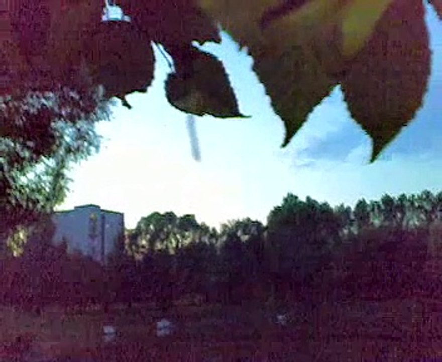 gąsienica