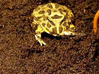 Feeding Tips for Better Nutrition 🥗