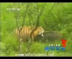 Tiger Attack to Pig in Zoo (Safari Videos)
