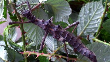 Sabah stick insects