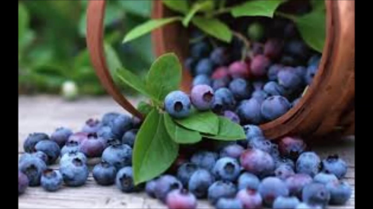 Moon Far Away - The Blueberry Song