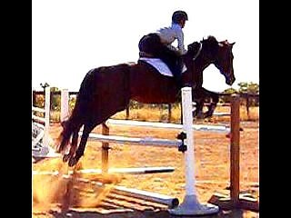 SOLD: All Around, 3rd/4th Level Dressage + 3'3" - 3'6"Hunter/Jumper/Eventing!