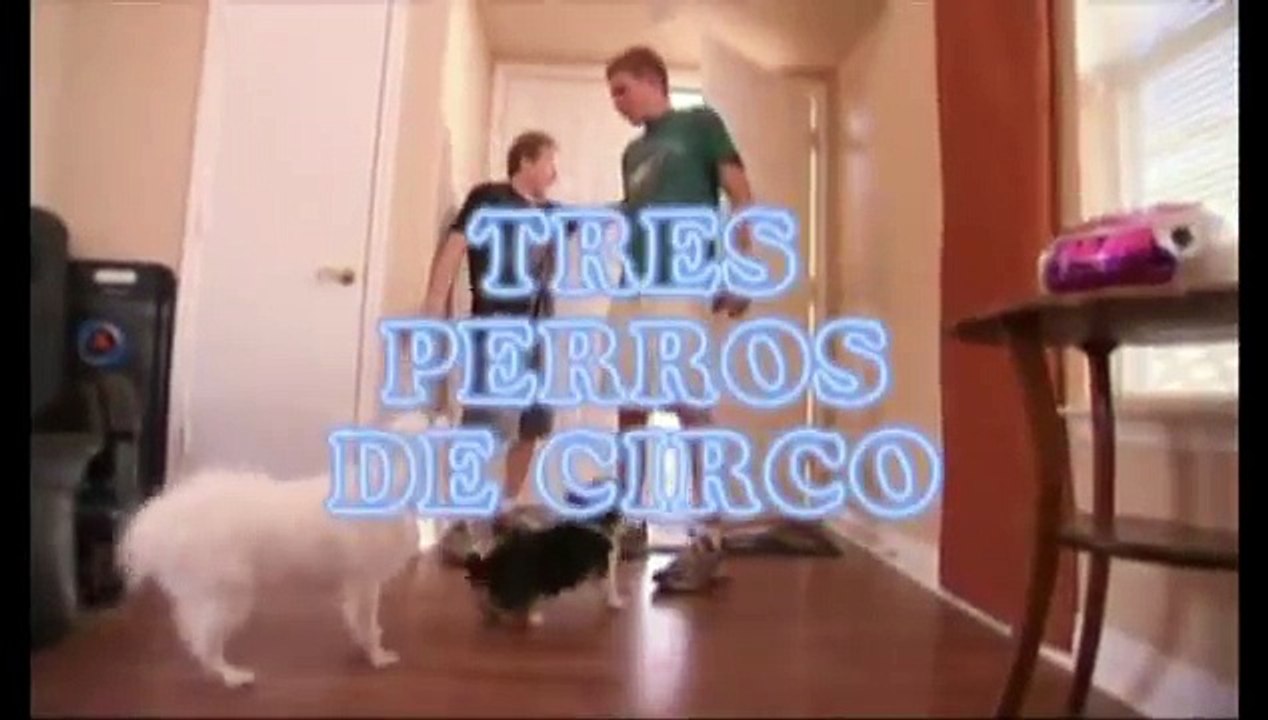 el encantador de perros - Tres perros de Circo(5ªTemp.)(1de2)