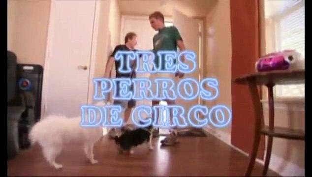 el encantador de perros - Tres perros de Circo(5ªTemp.)(1de2)